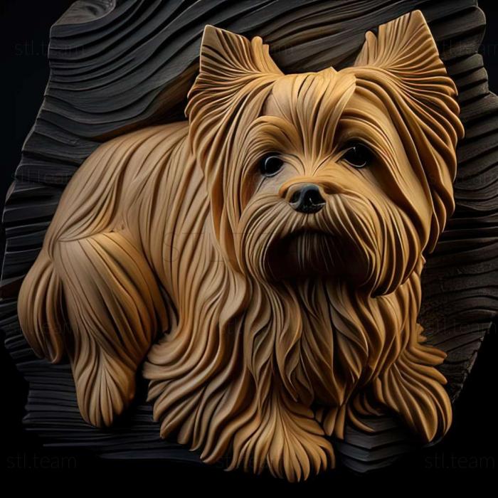 Beaver is a Yorkshire terrier dog